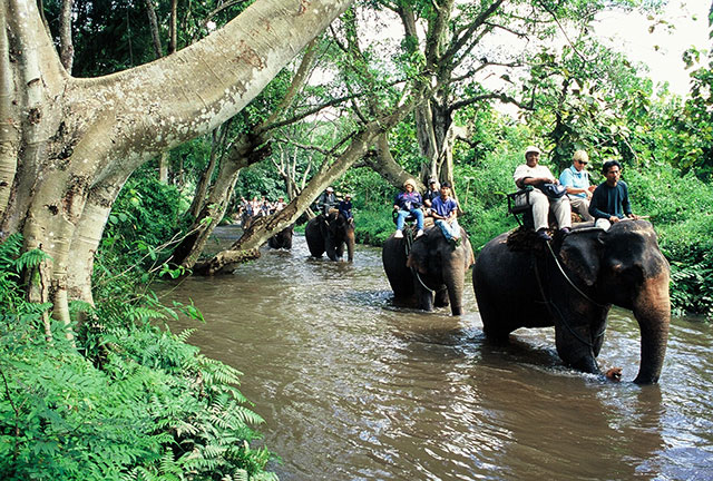 チェンマイで楽しめる象トレッキング　画像：タイ国政府観光庁