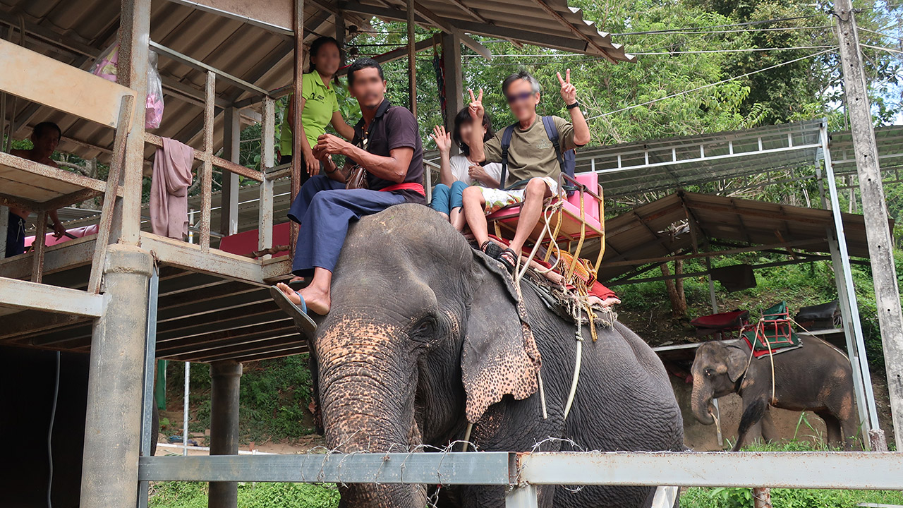 アユタヤで象乗りはすべき バンコク近郊の象乗りできる所 タイフリークブログ